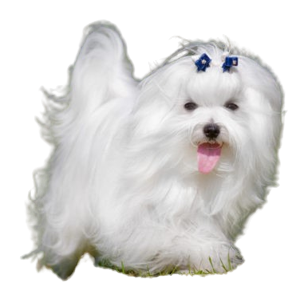 Maltese Maltese