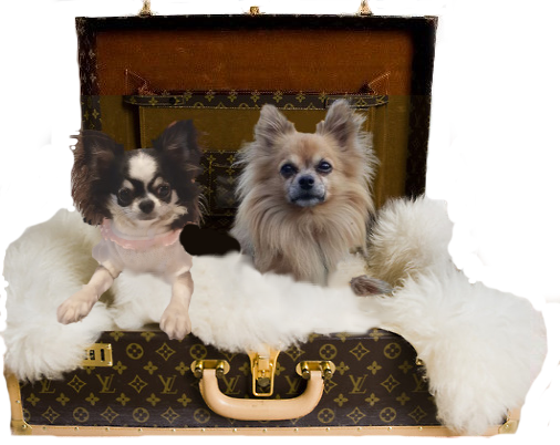 Chihuahua Chihuahua