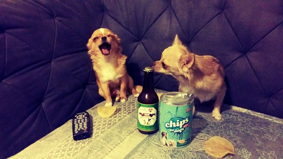 Birra e Patatine per cani Birra e Patatine per cani
