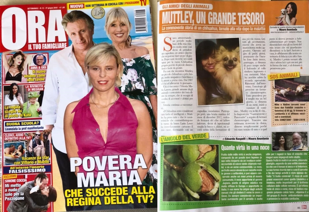 La commovente storia di un Chihuahua tornato alla vita dopo la malattia