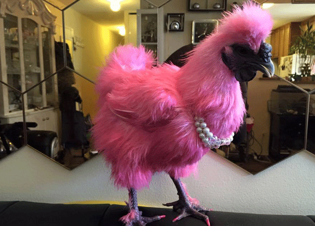 Chicken Pink Chicken Pink