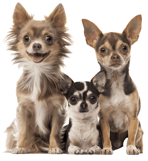 Standard di razza Chihuahua