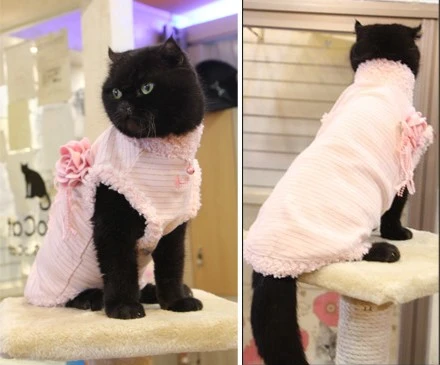 Abbigliamento per gatti romantico e bon ton.