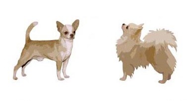 La corretta morfologia del Chihuahua La corretta morfologia del Chihuahua
