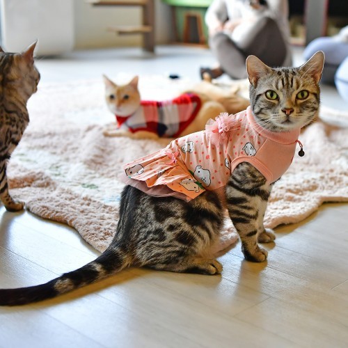 Abbigliamento e Pettorine anche per Gatti Abbigliamento e Pettorine anche per Gatti