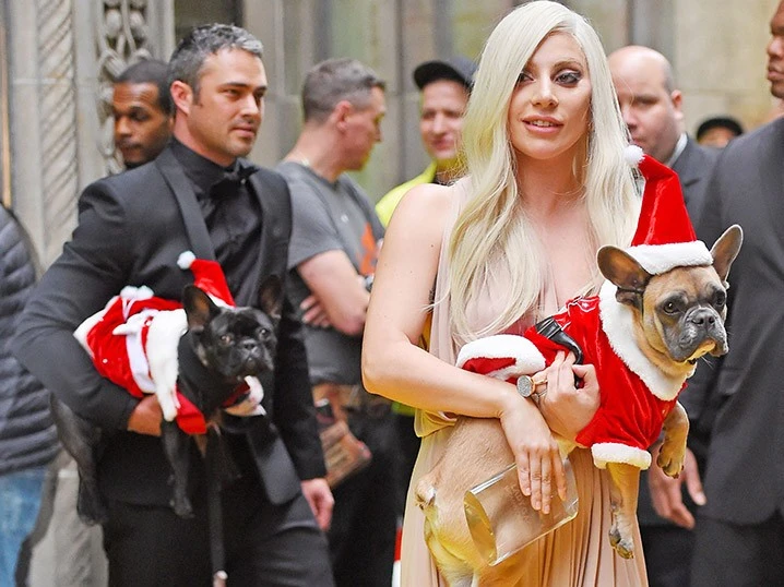 Lady Gaga veste Pooch Outfitters