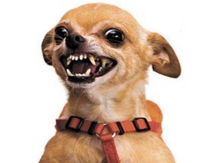 La dentizione del cane La dentizione del cane