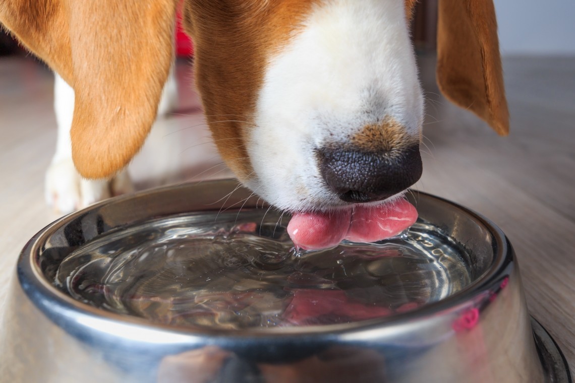 L'acqua: un componente essenziale per la crescita dei cani  L'acqua: un componente essenziale per la crescita dei cani