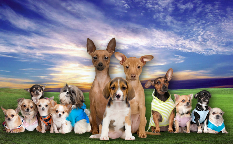 Razze di cani che rimangono piccoli da adulti Razze di cani che rimangono piccoli da adulti